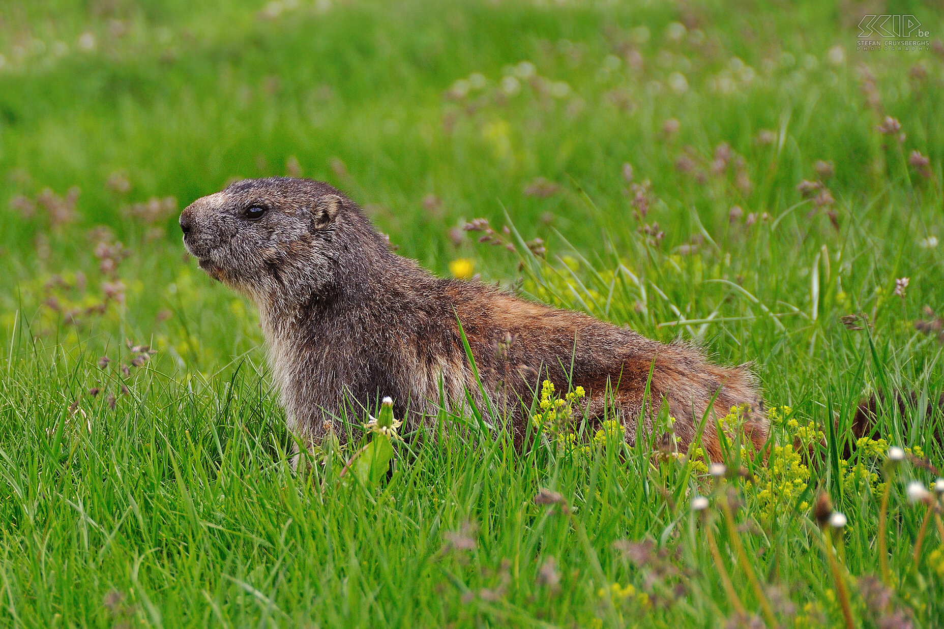 Marmot  Stefan Cruysberghs